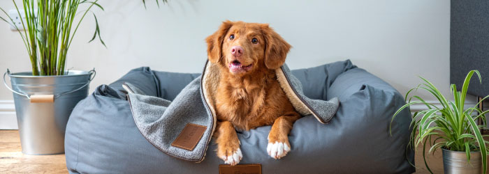 室内犬